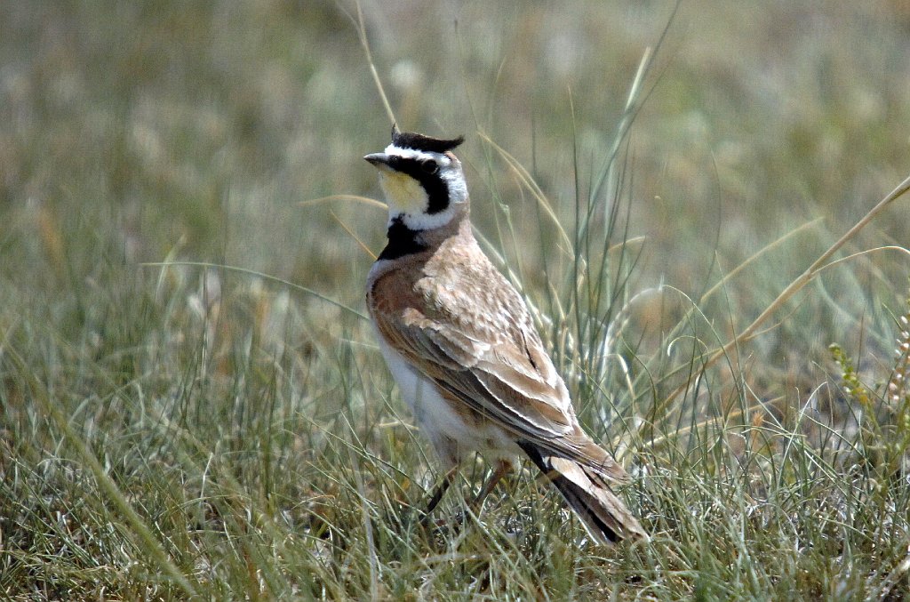 Lark, Horned, 2007-06111236 Pawnee National Grasslands, CO.jpg - Horned Lark. Pawnee National Grasslands and area, 6-11-2007